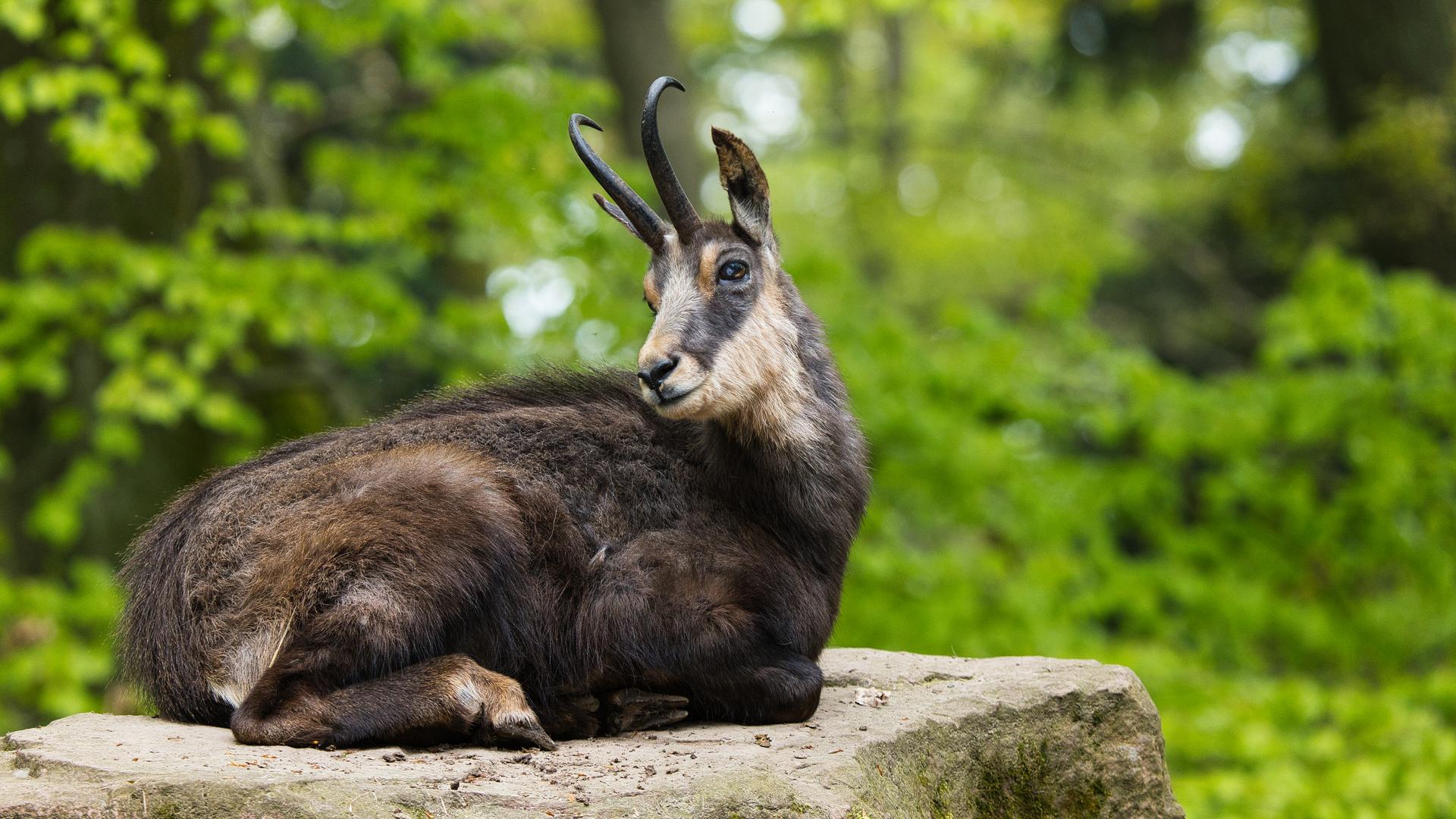 Bild von Wildpark Pforzheim