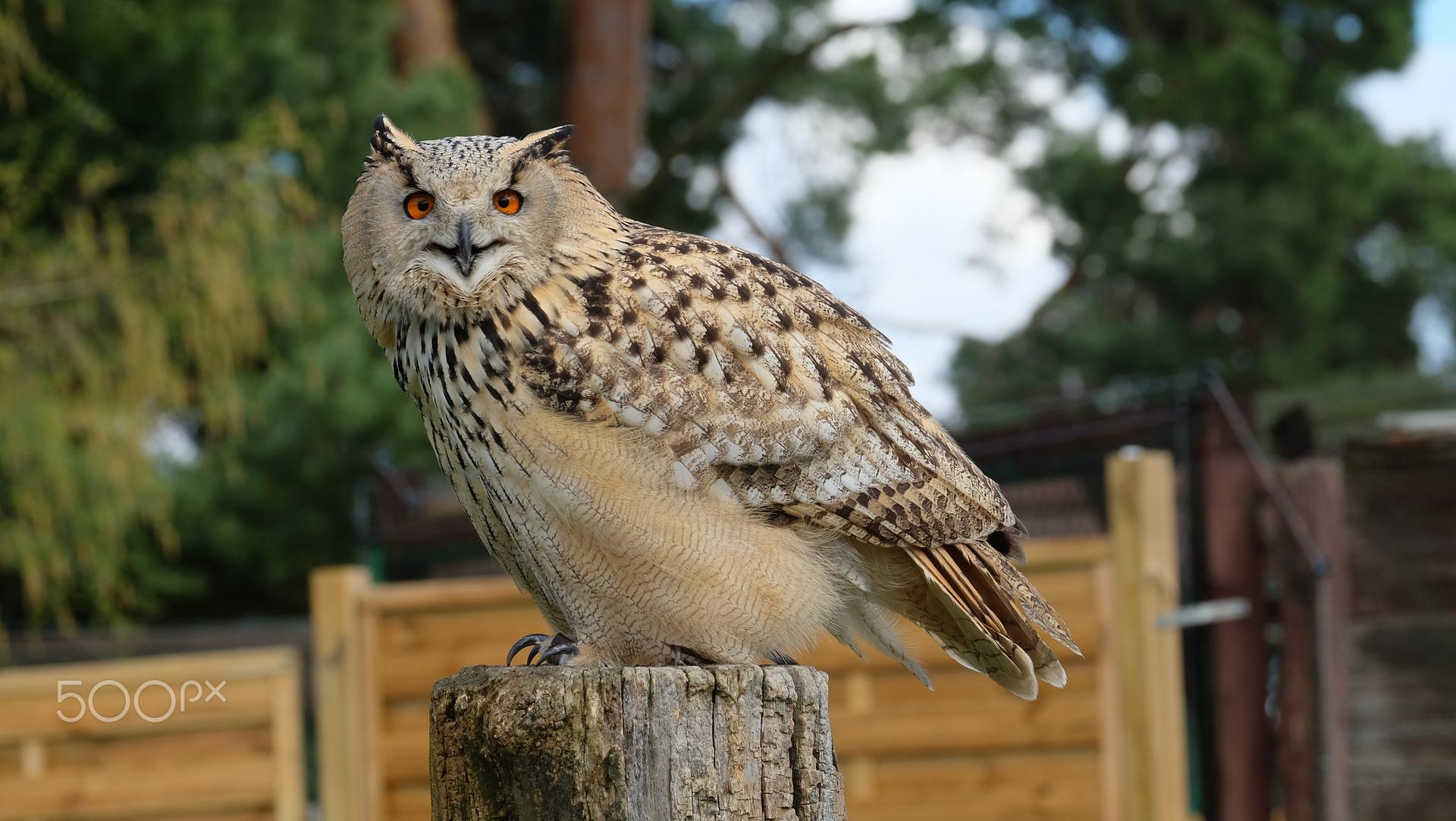 Bild von Wildpark Johannismühle