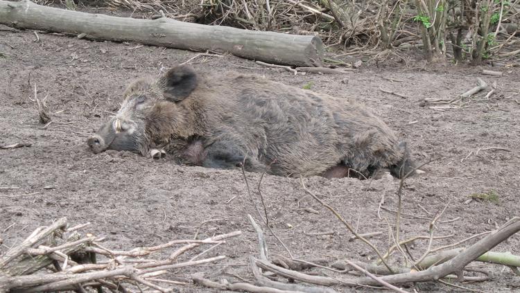 Bild von Wildpark im Tannenbusch