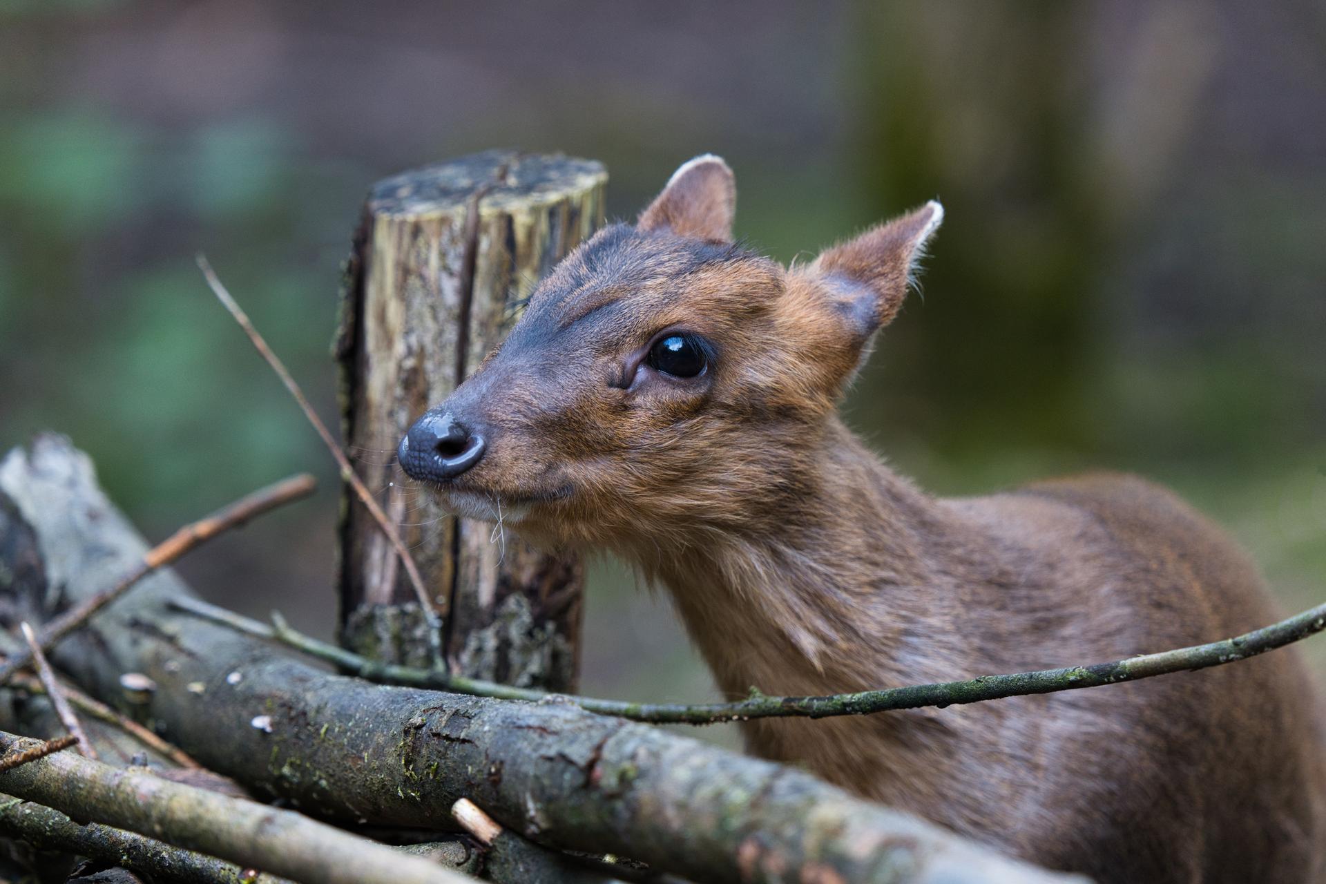 Bild von Wildparadies Tripsdrill