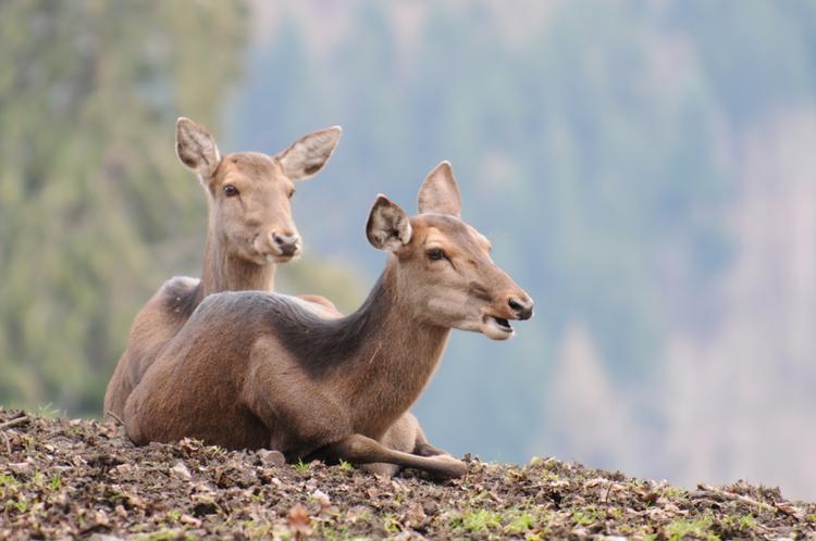 Bild von Haibacher Wildpark