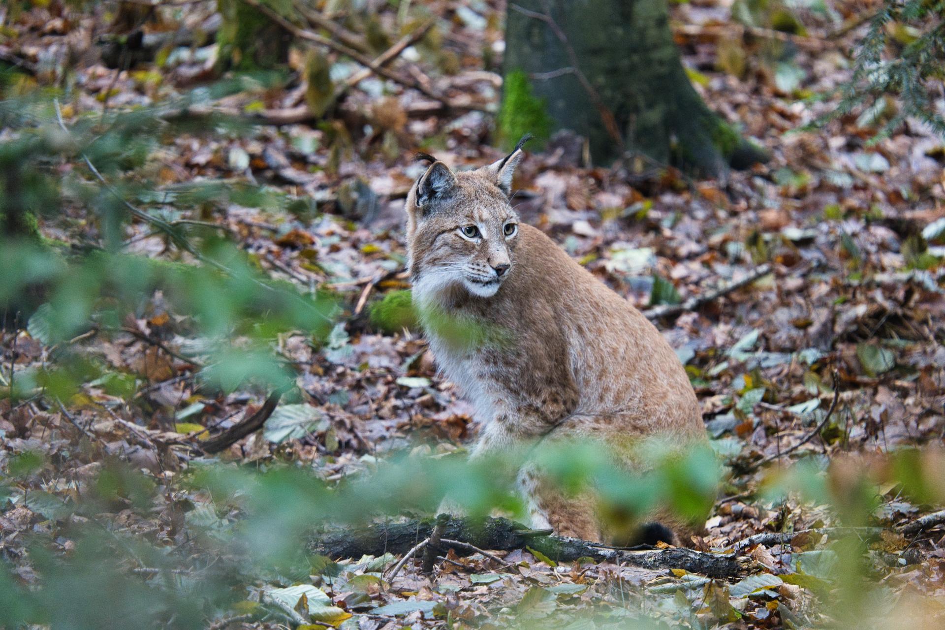 Bild von Wildpark Pforzheim