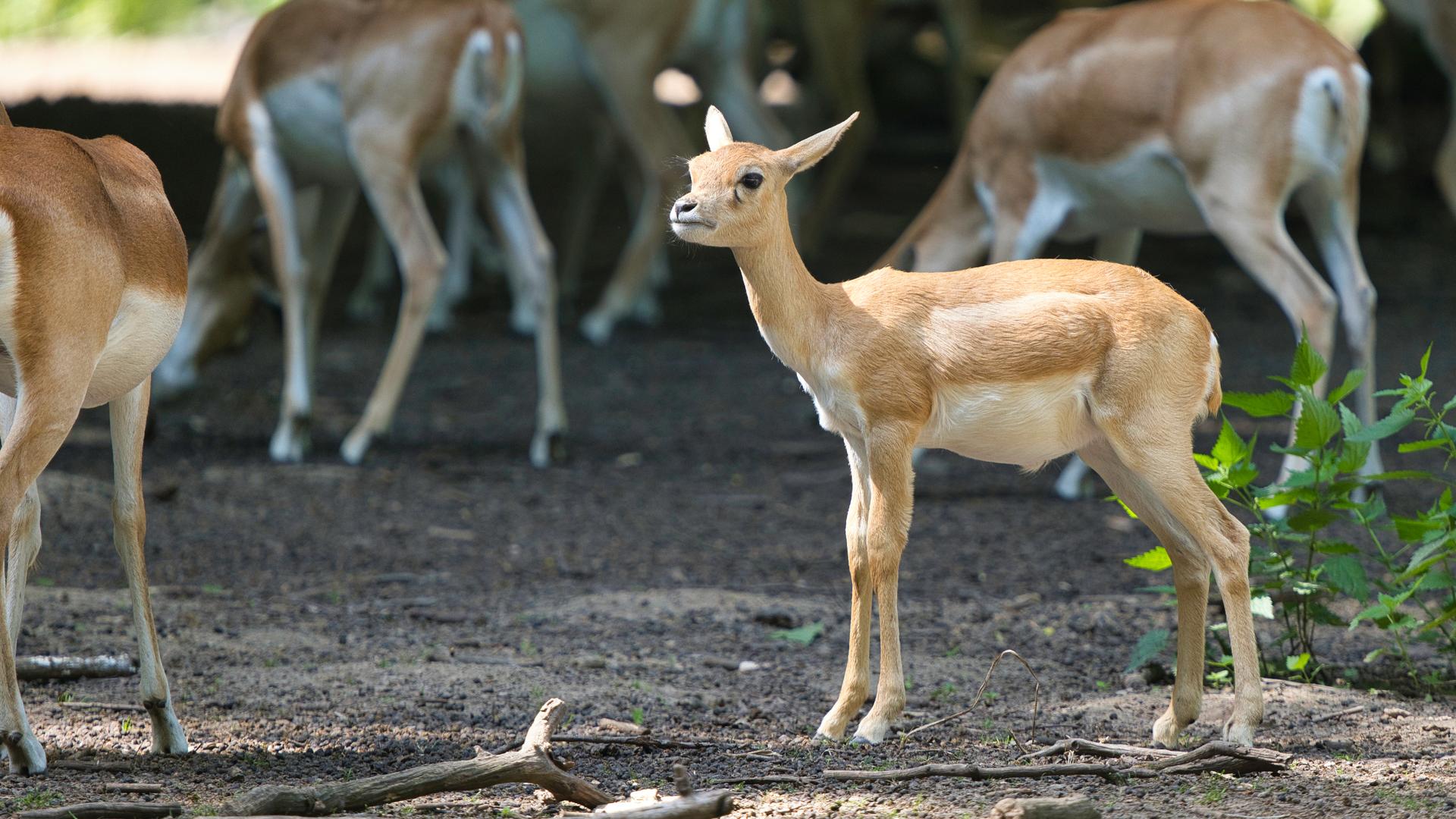 Bild von Tierpark Oberwald