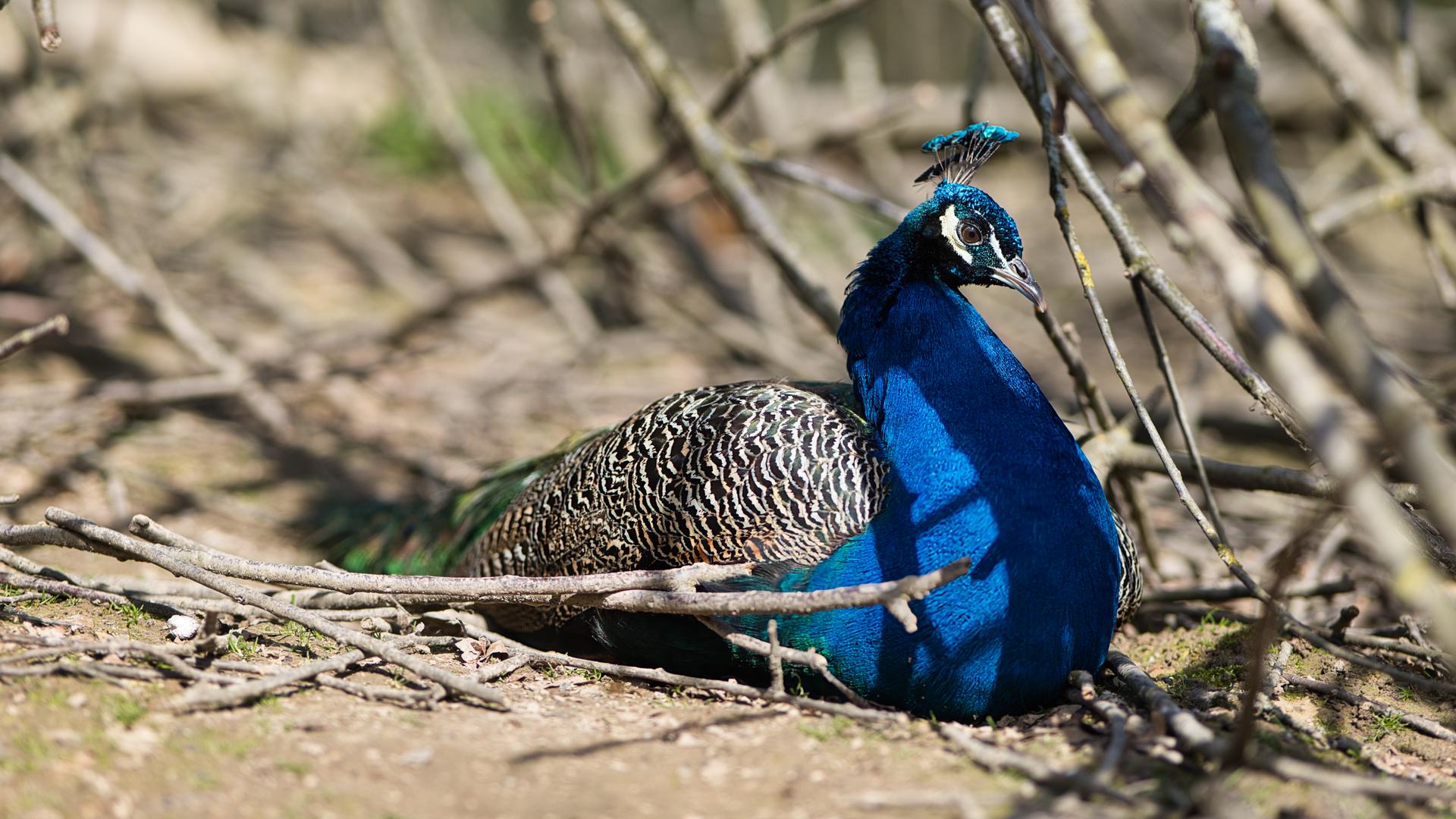 Bild von Tierpark Bretten