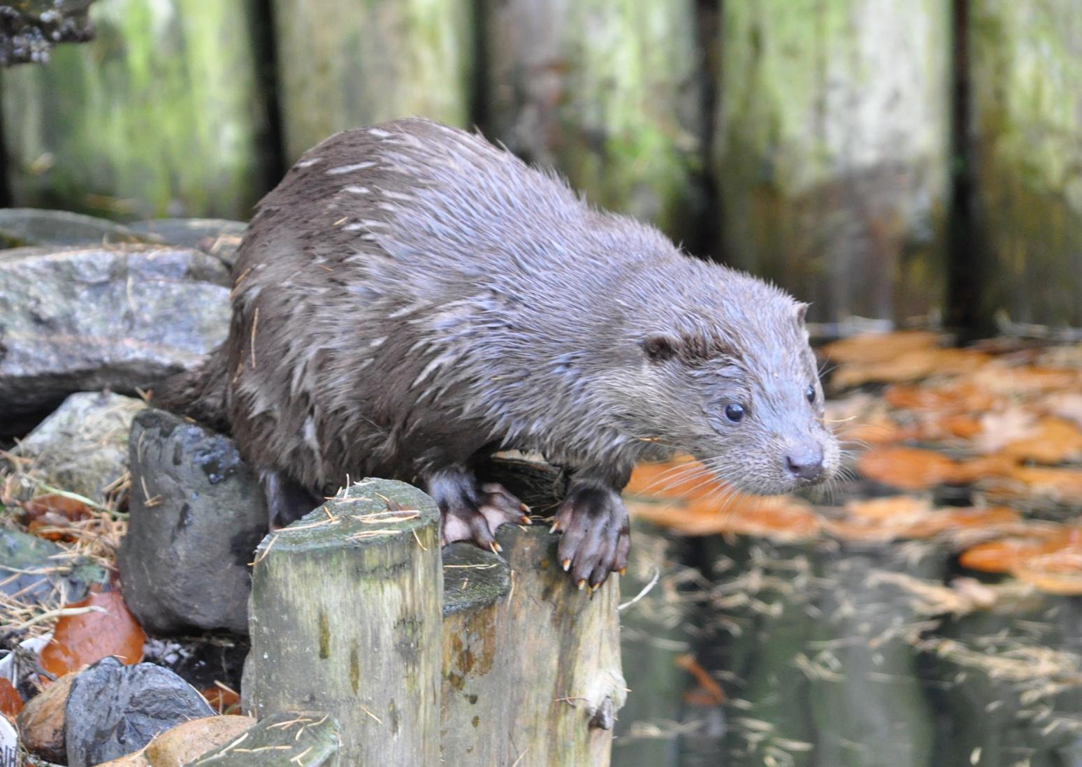 Bild von Wildpark Lüneburger Heide