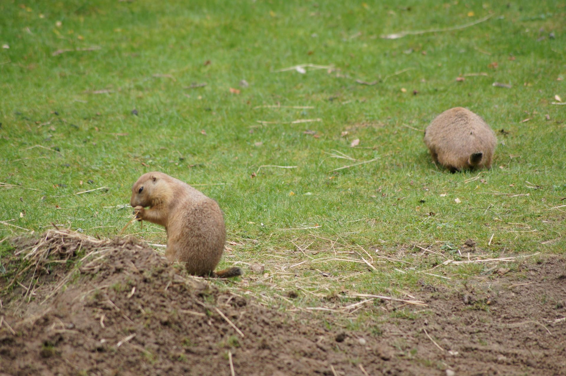 Bild von Wildpark Frankfurt (Oder)