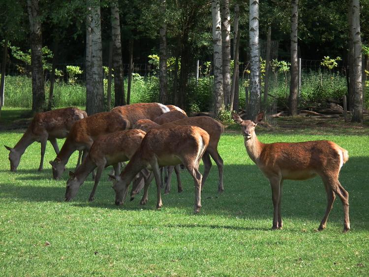 Bild von Tierpark Balzfeld