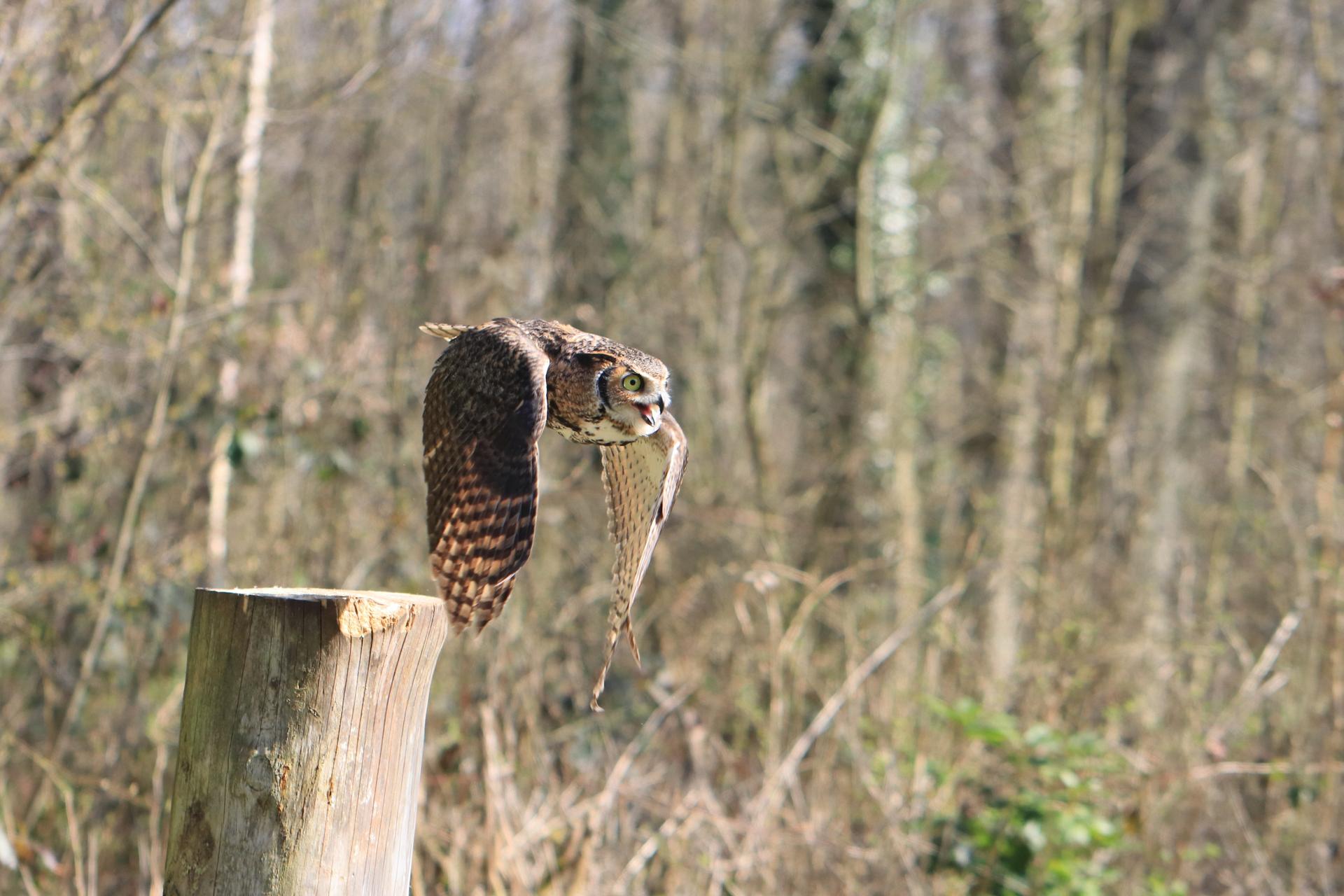 Bild von Wildpark Müden