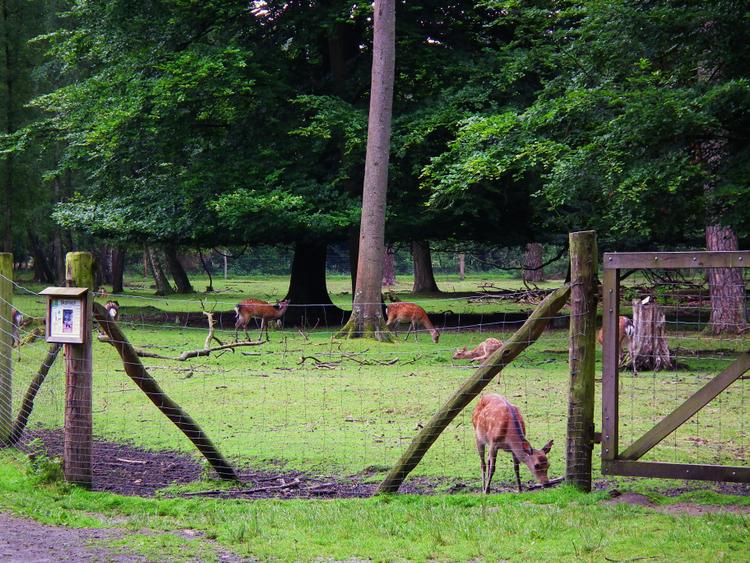 Bild von Wildpark Alte Fasanerie