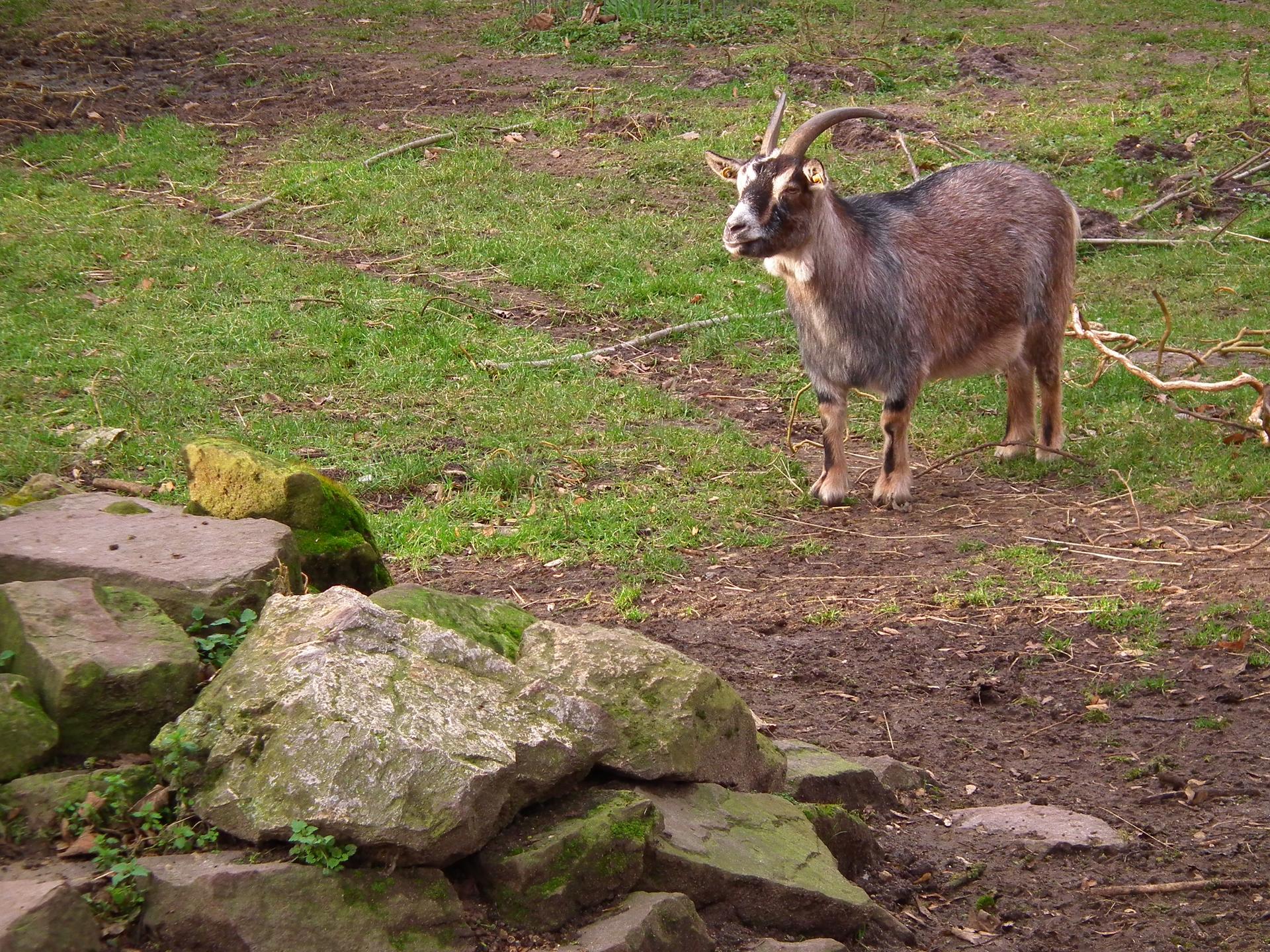 Bild von Tierpark Walldorf