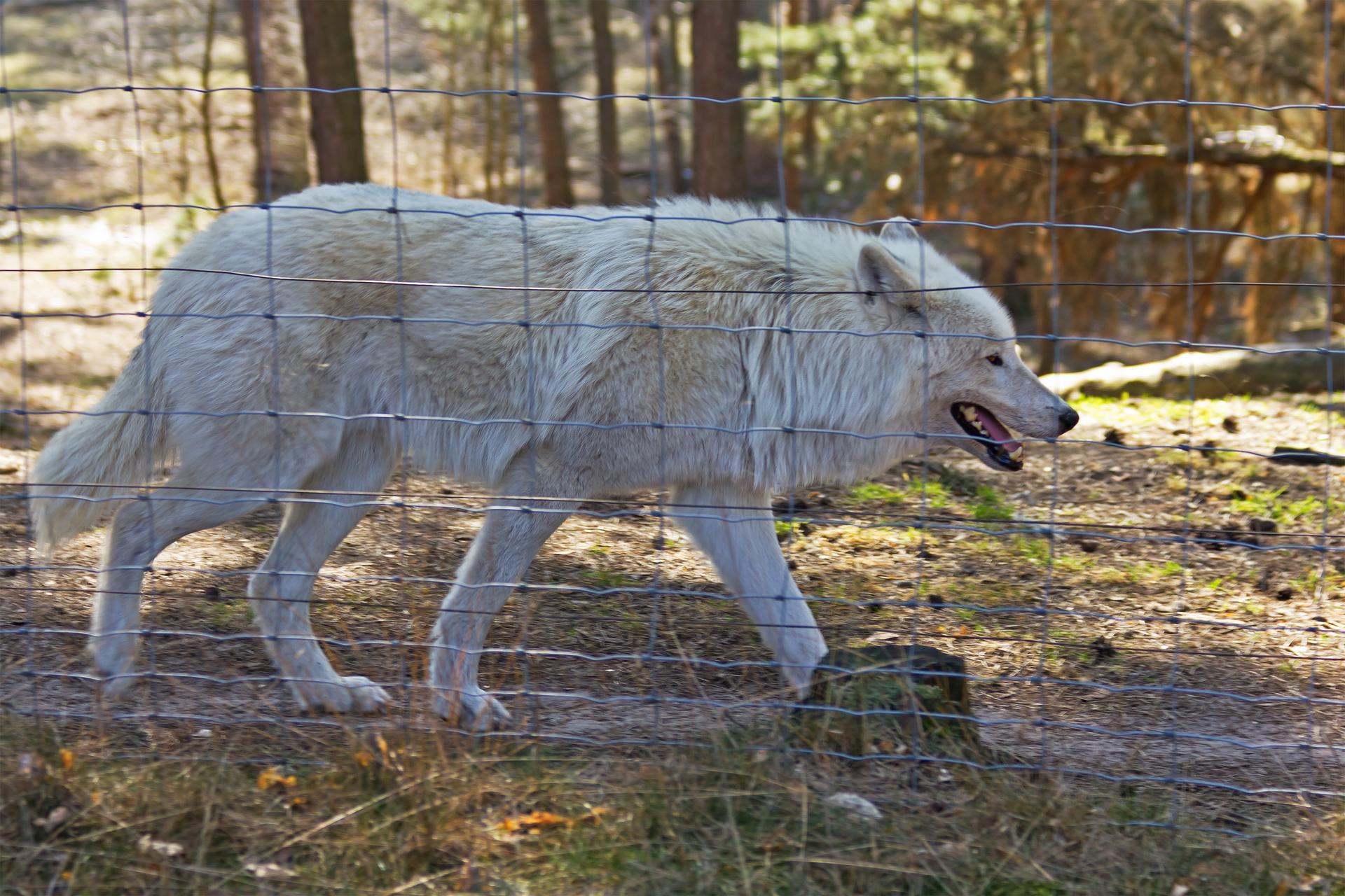 Bild von Wildpark Johannismühle