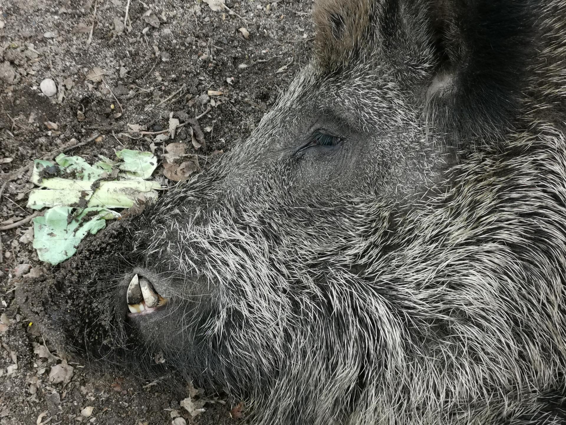 Bild von Wildpark Mölln