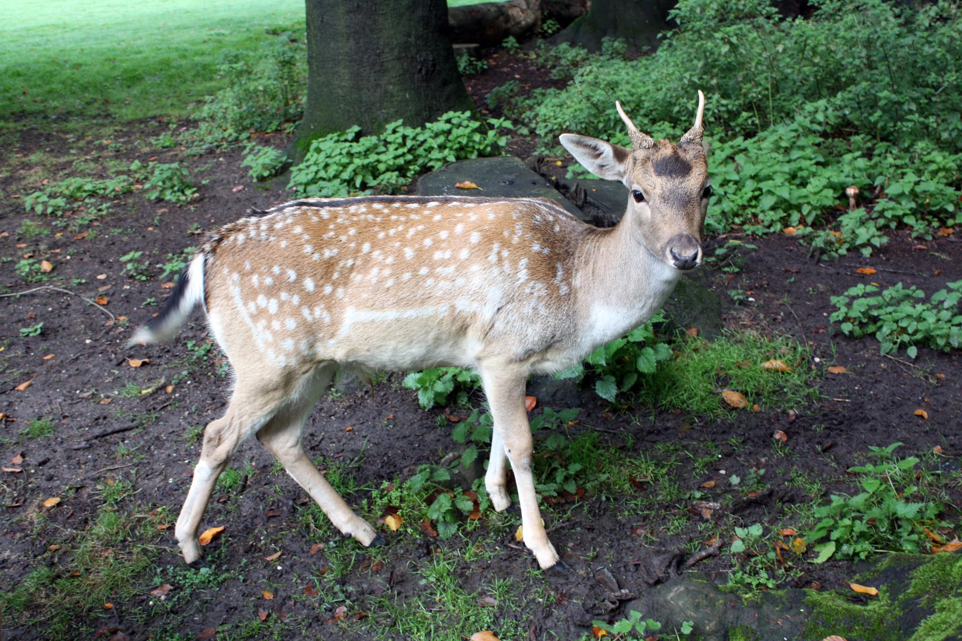 Bild von Wildgehege Brück