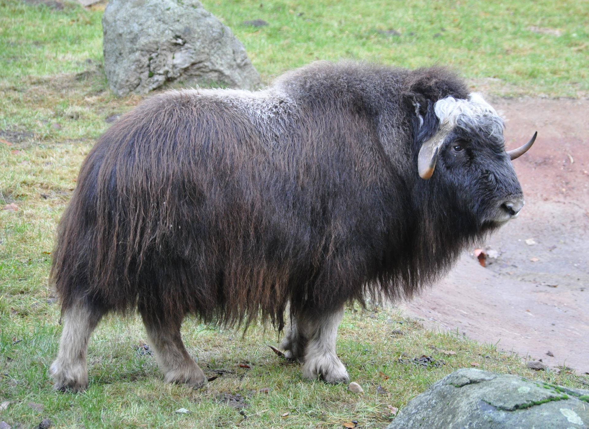 Bild von Wildpark Lüneburger Heide