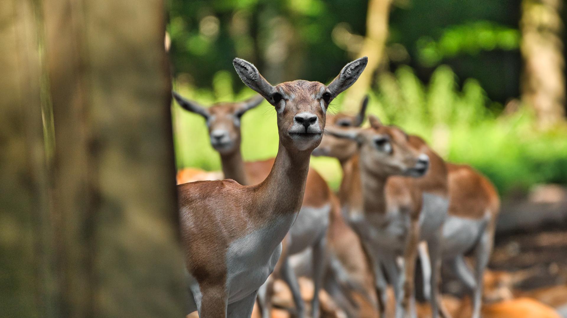 Bild von Tierpark Oberwald