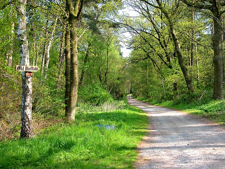 Bild von Wildgatter am Stadtwald Uelzen