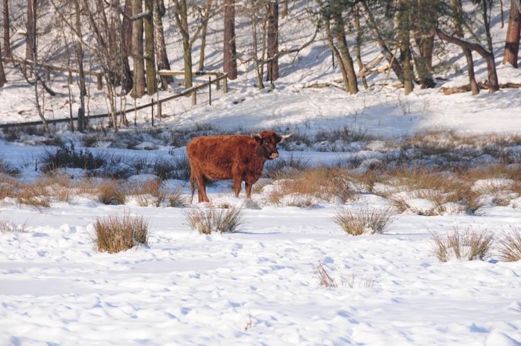 Bild von Wildpark Schorfheide