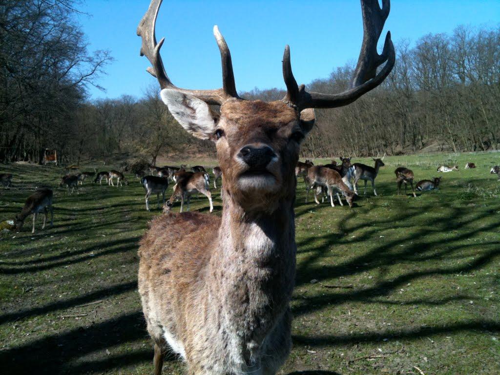 Bild von Wildpark Frankfurt (Oder)