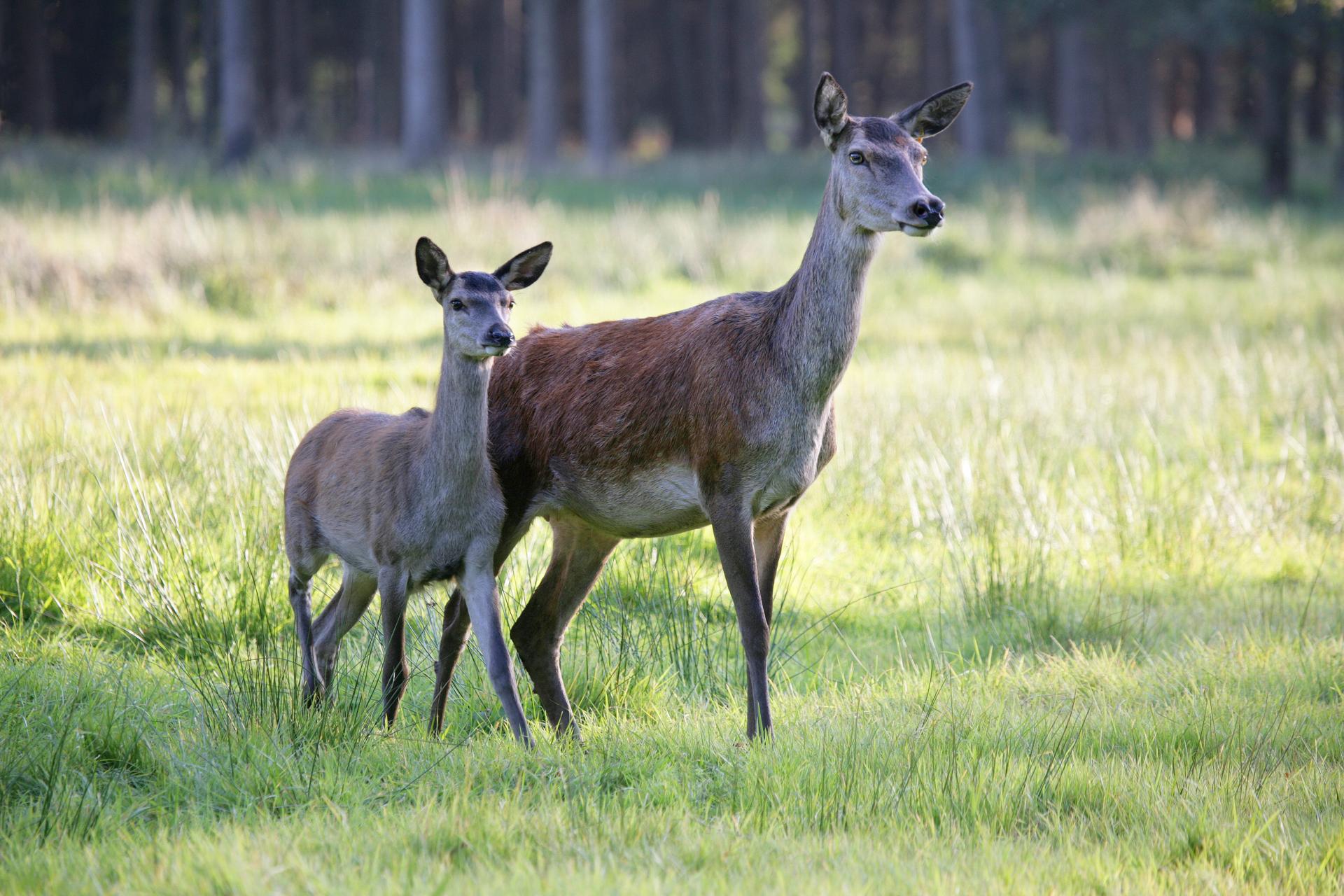 Bild von Tierpark im Stadtgarten Recklinghausen