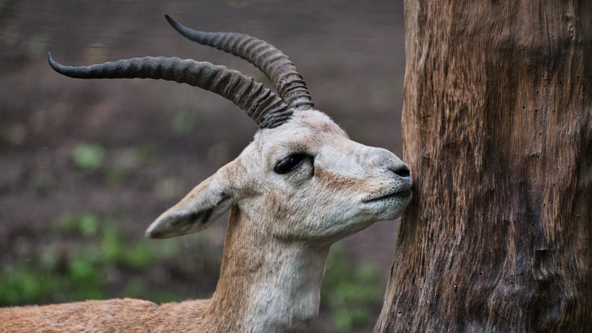 Bild von Tierpark Oberwald