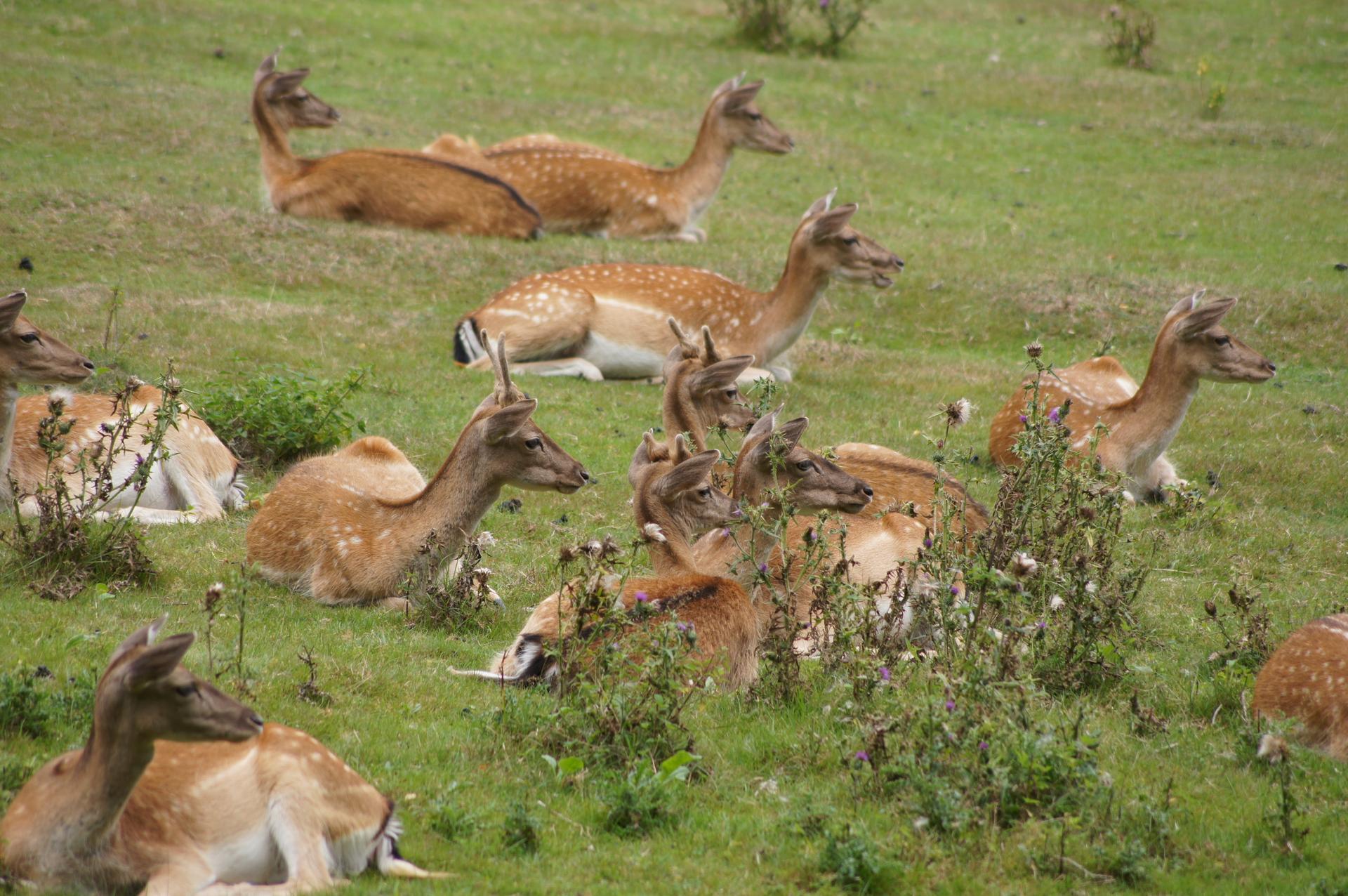 Bild von Wildpark Frankfurt (Oder)