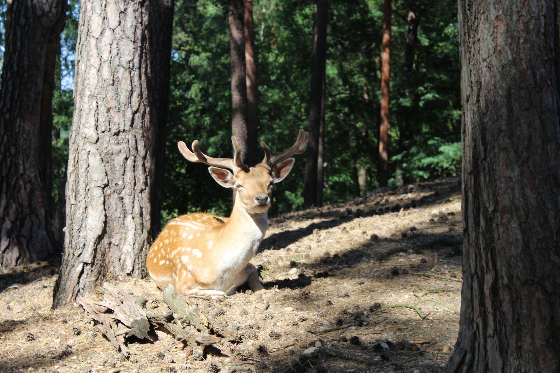 Bild von Wildpark Johannismühle