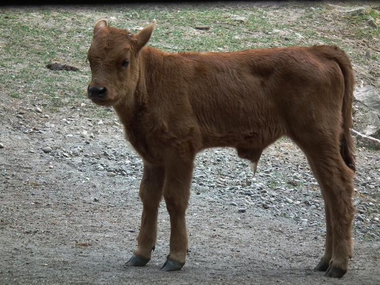 Bild von Wildpark Ludwigshafen-Rheingönheim