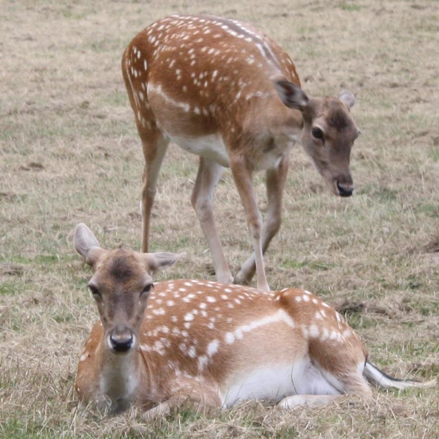 Bild von Wildpark Dünnwald