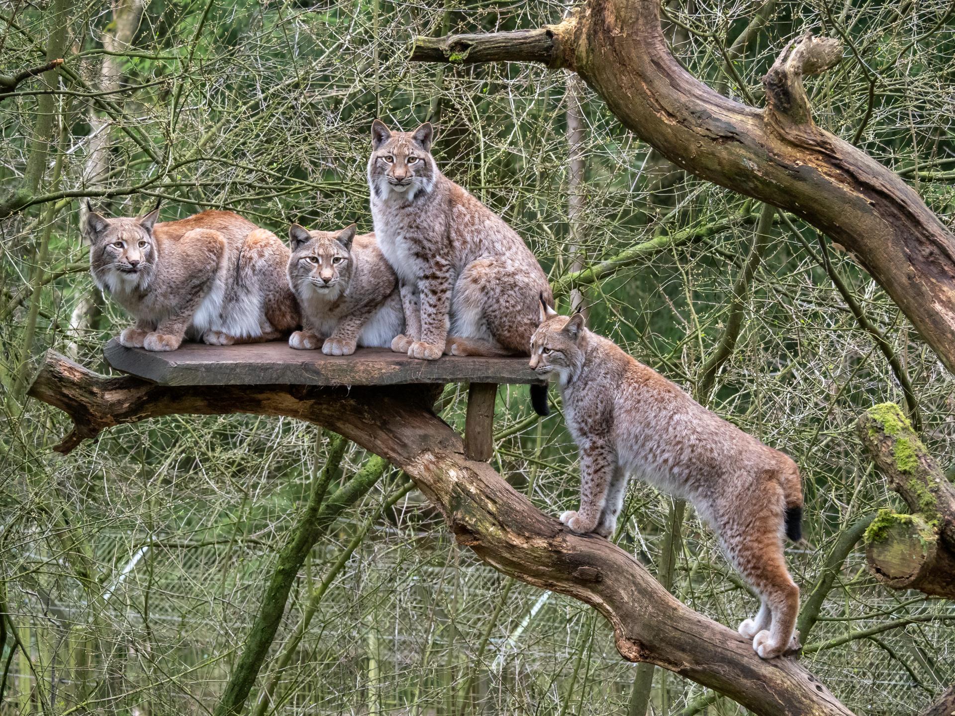 Bild von Wildpark Schwarze Berge