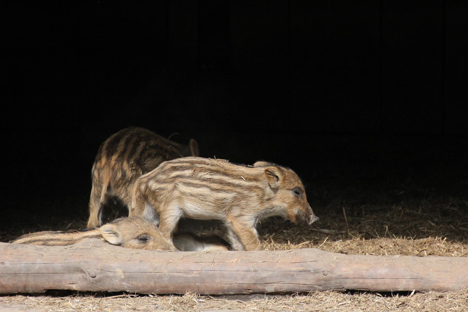 Bild von Wildpark am Grafenberger Wald