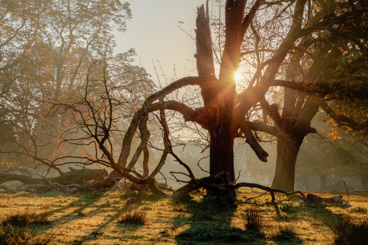 Bild von Wildpark Schmidt