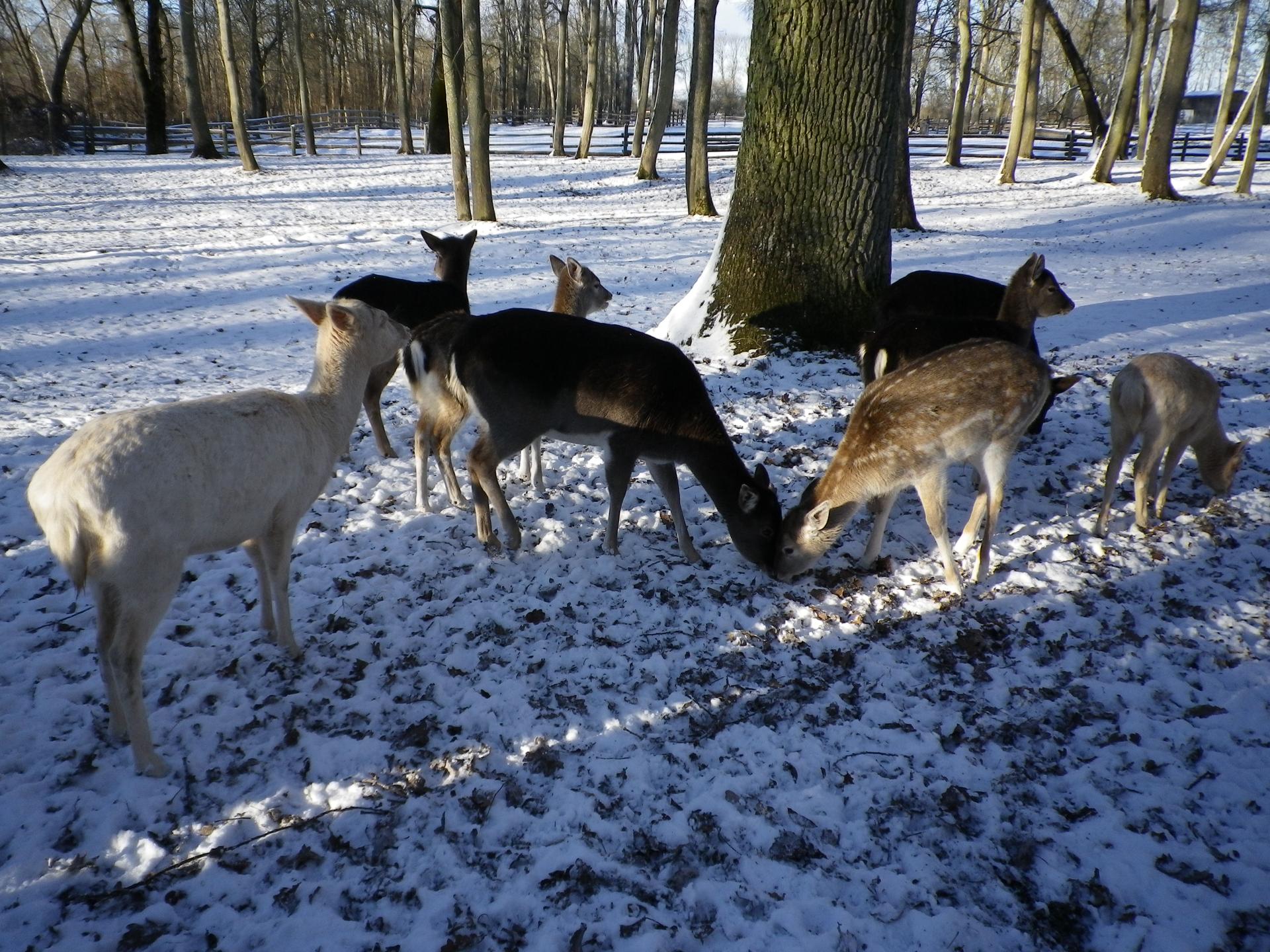 Bild von Wildpark am Baggersee