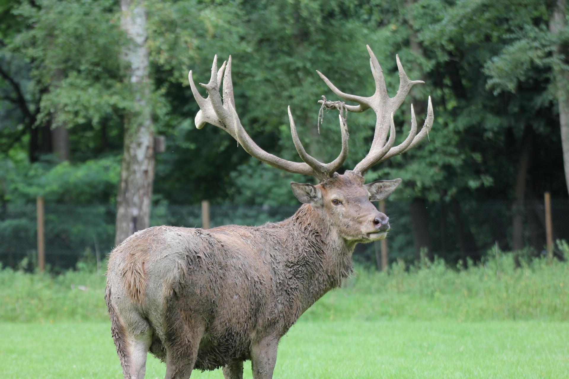 Bild von Wildpark am Grafenberger Wald