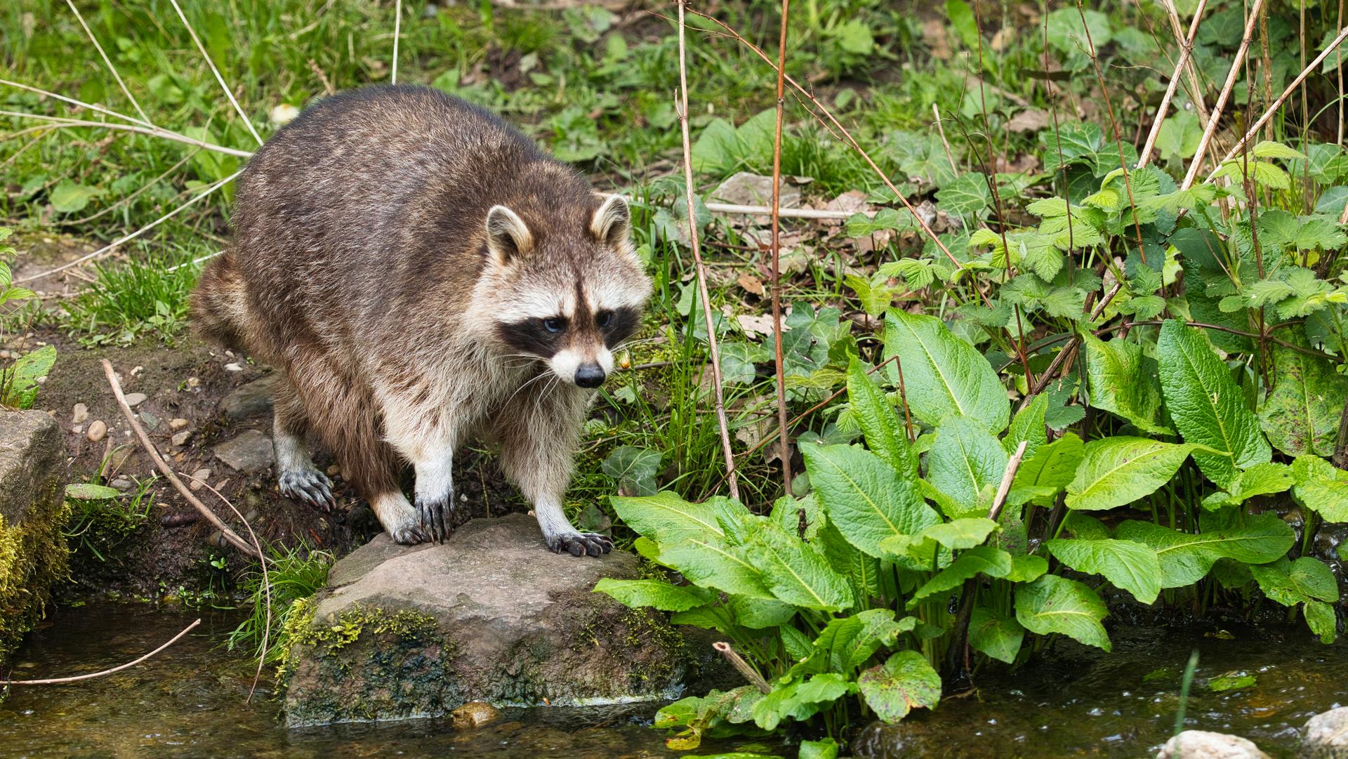 Bild von Wildpark Pforzheim