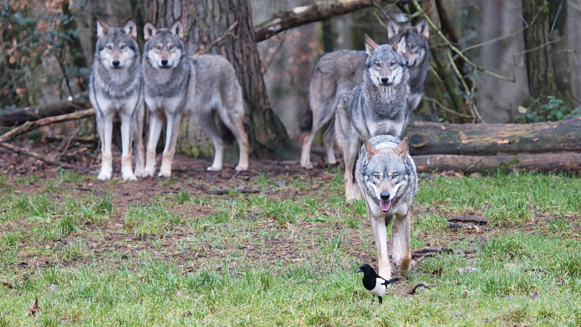 Bild von Wild- und Wanderpark Silz