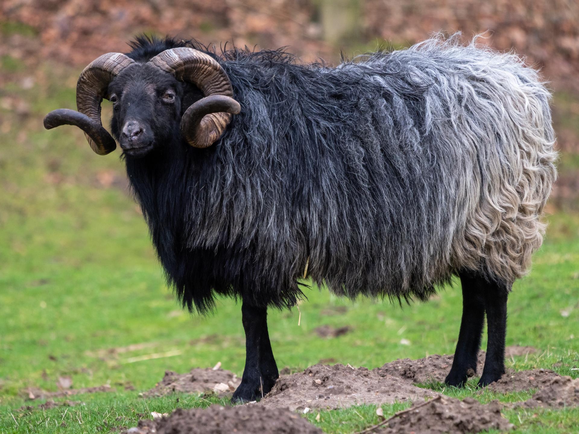 Bild von Wildpark Schwarze Berge