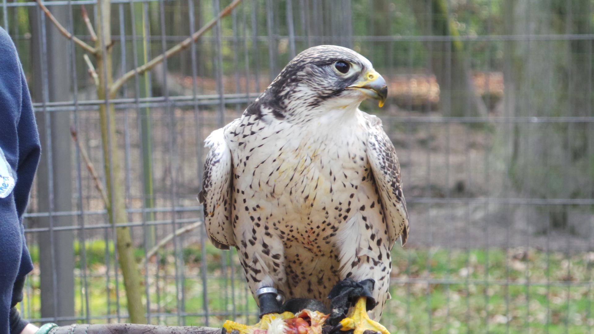 Bild von Wildpark Schwarze Berge