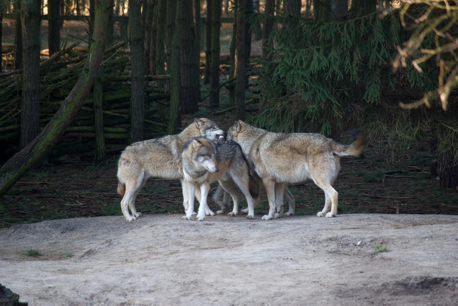 Bild von Wildpark Schorfheide