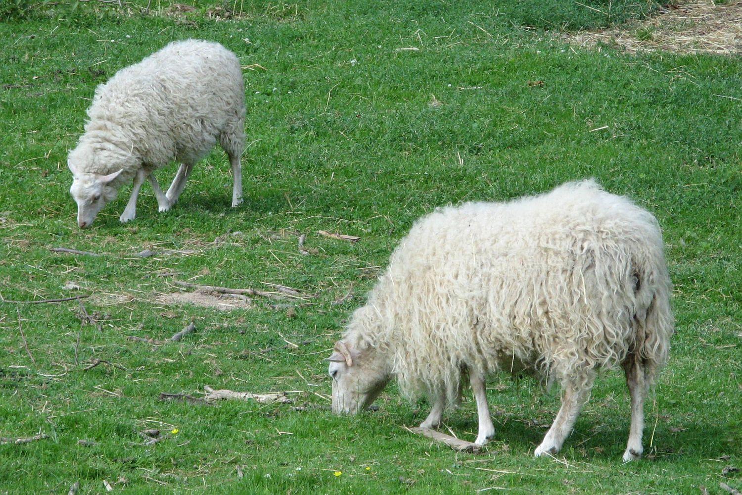 Bild von Wildpark Tiergarten Weilburg