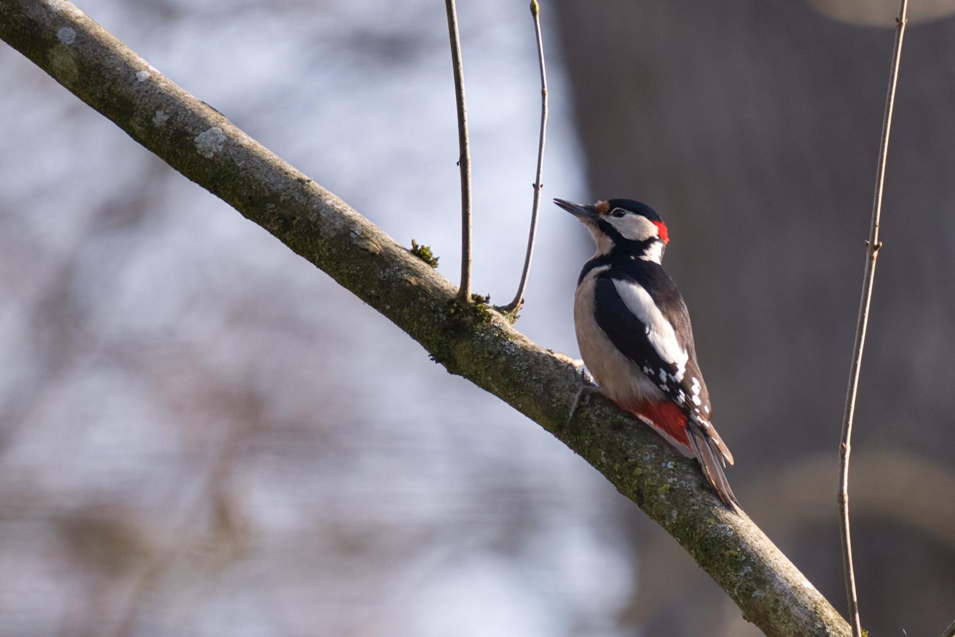 Bild von Tierpark Oberwald