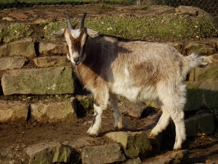 Bild von Letzenberg Tierpark