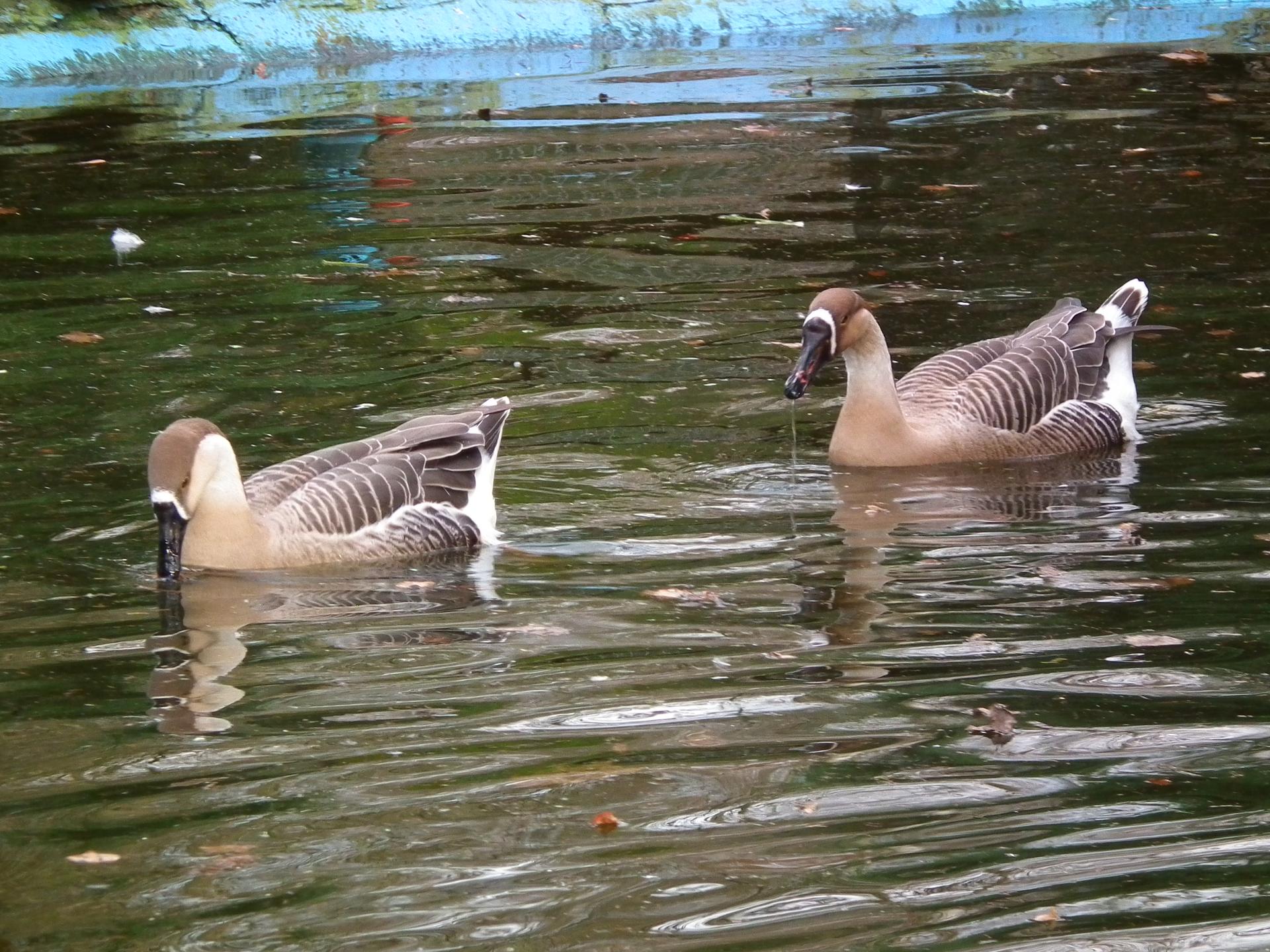 Bild von Tierpark Walldorf