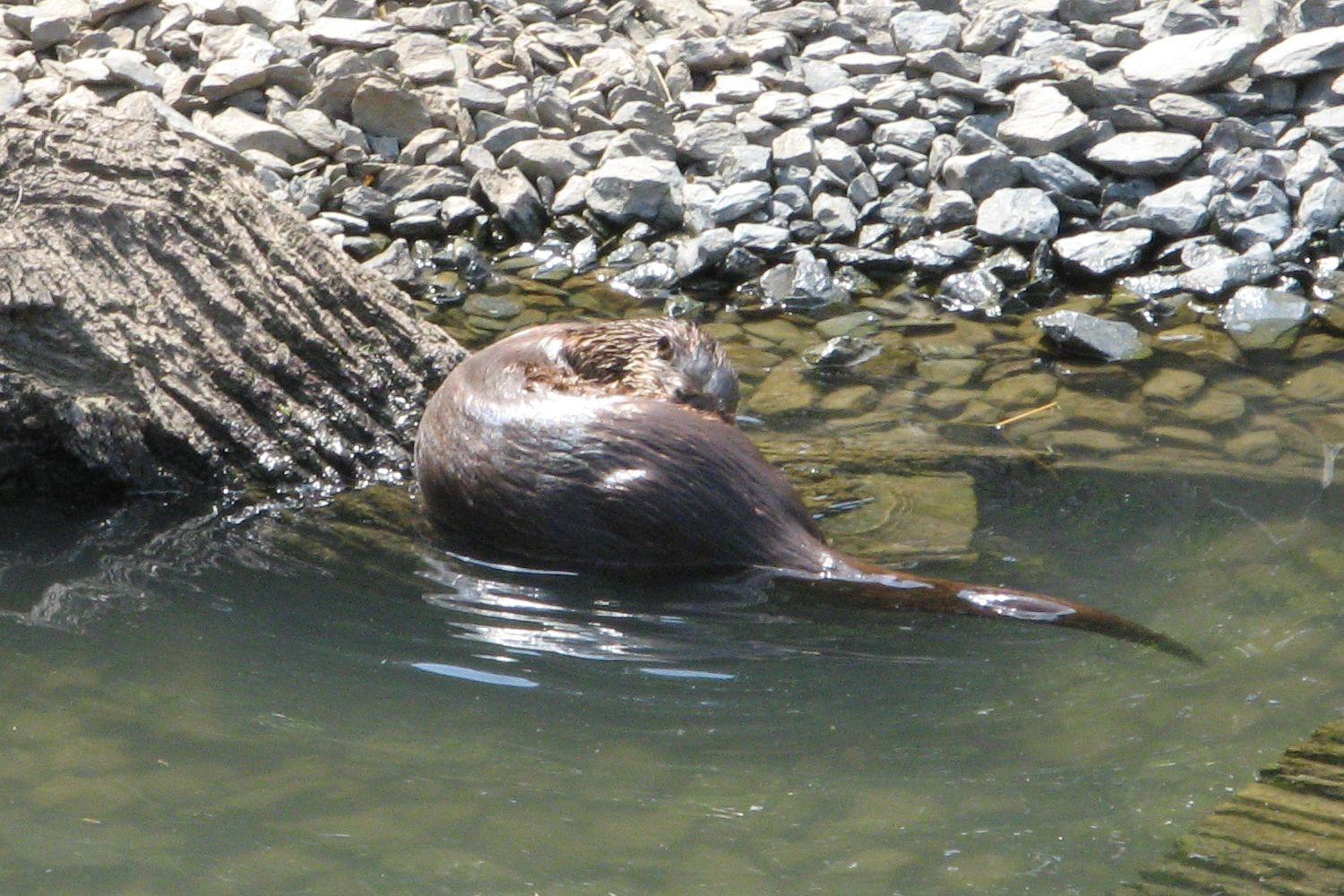 Bild von Wildpark Tiergarten Weilburg