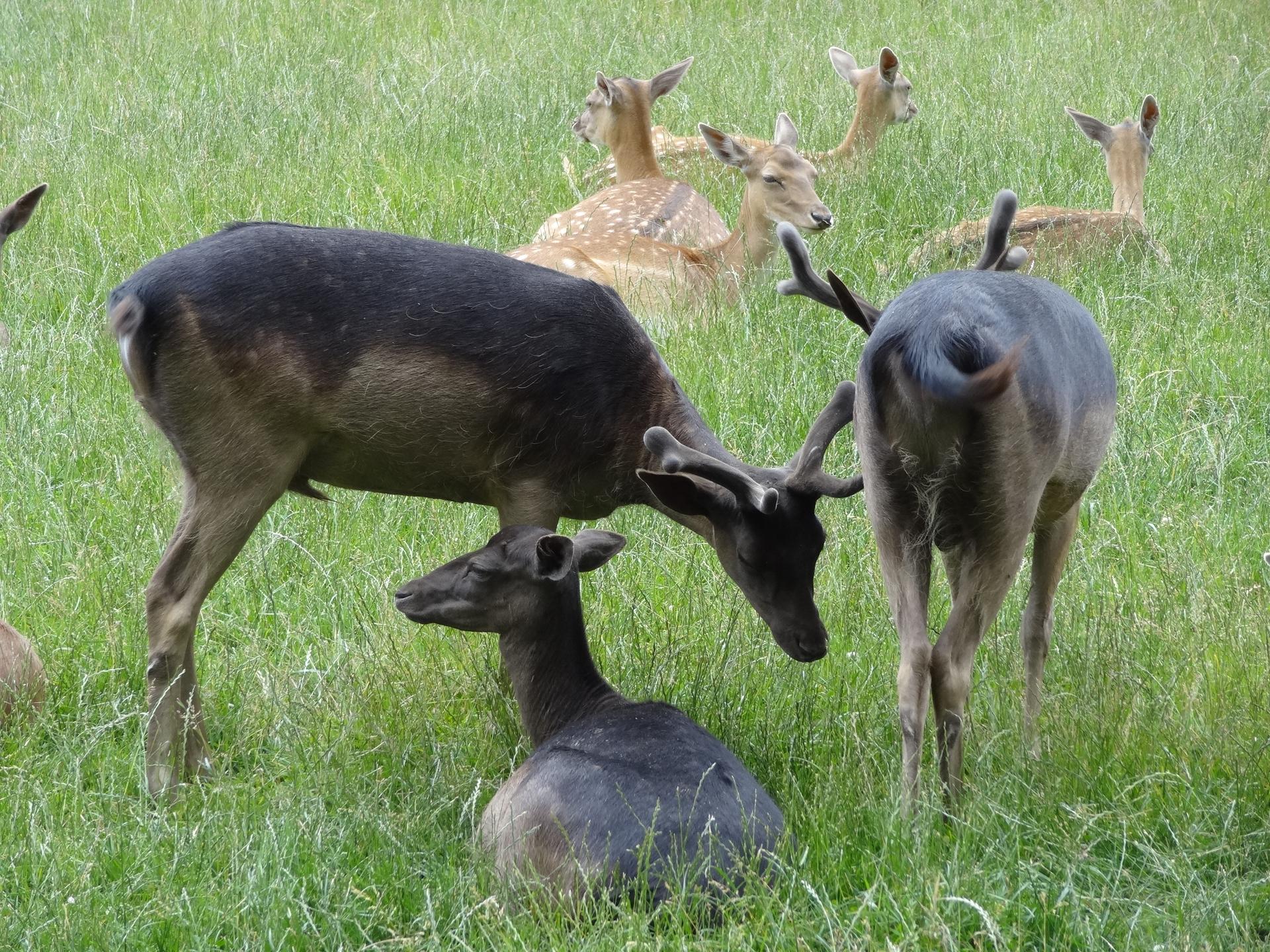 Bild von Wildpark Klosterwald