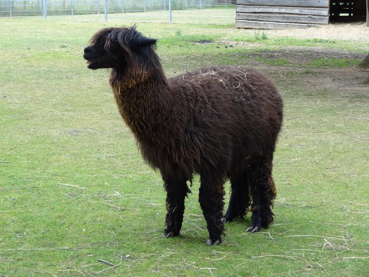 Bild von Wildpark Klosterwald