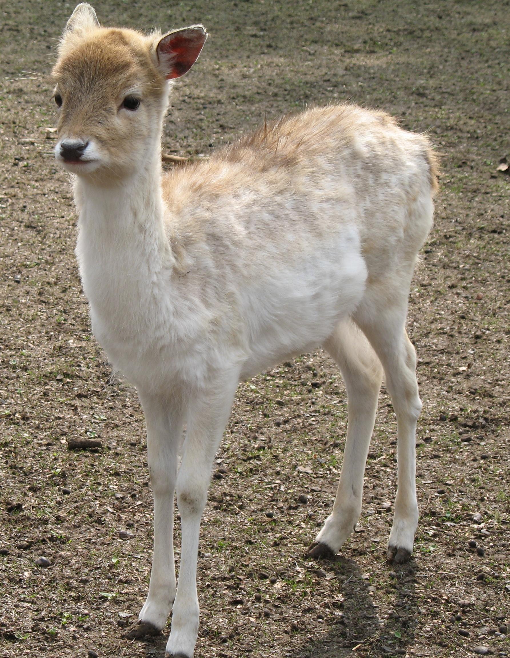 Bild von Wildpark im Tannenbusch