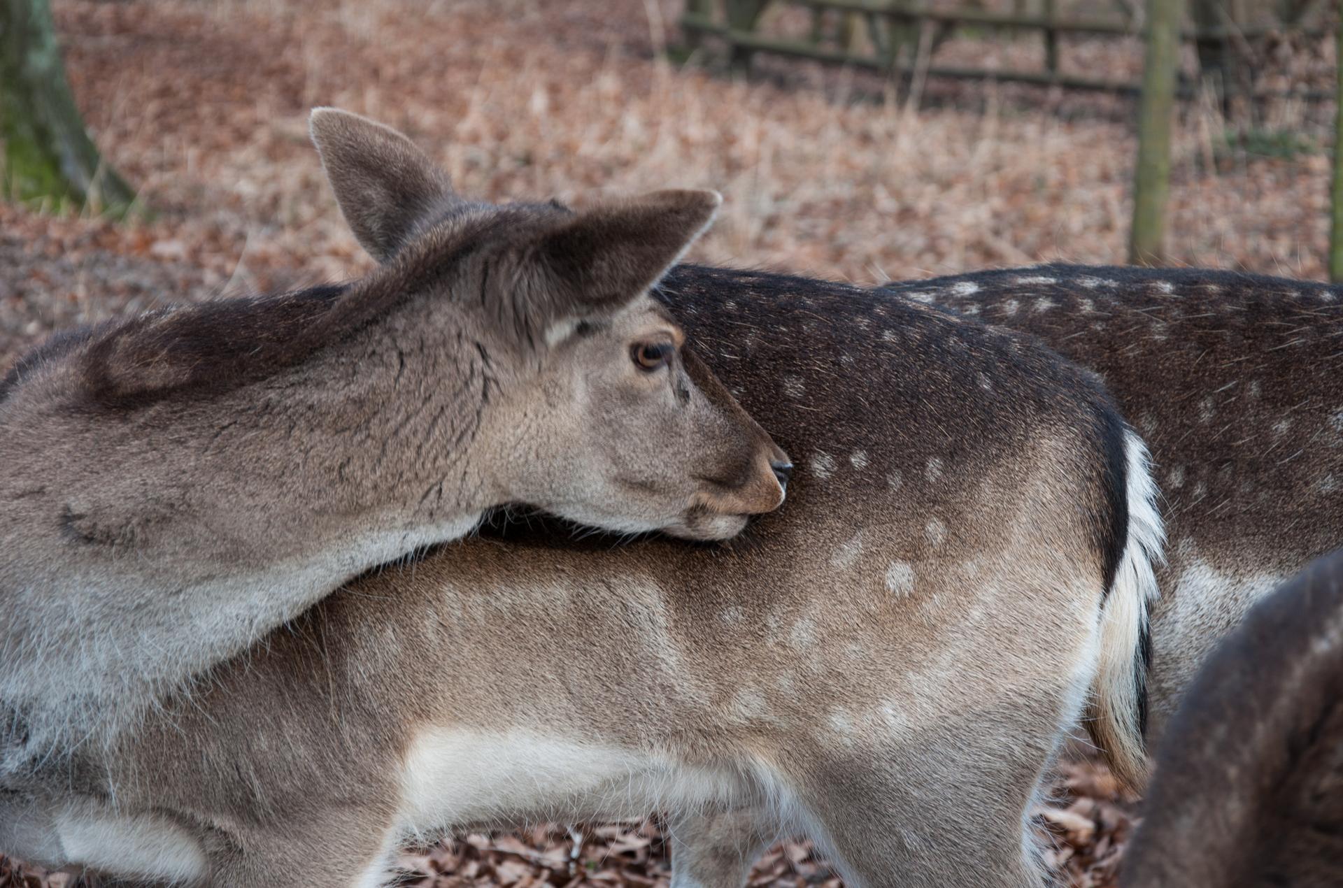 Bild von Wildgehege Brück