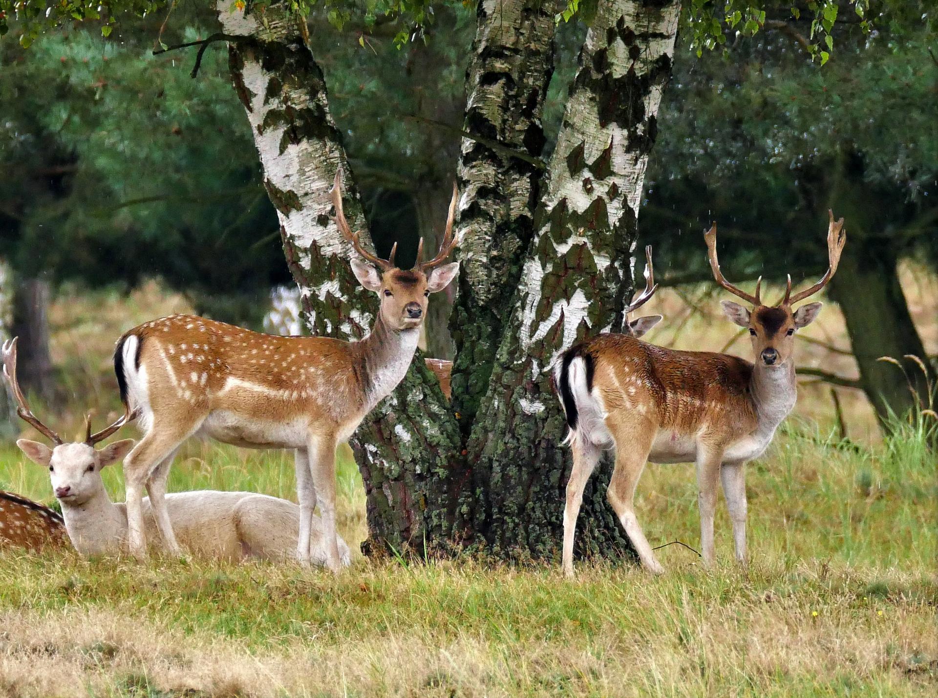 Bild von Wildgehege Glauer Tal