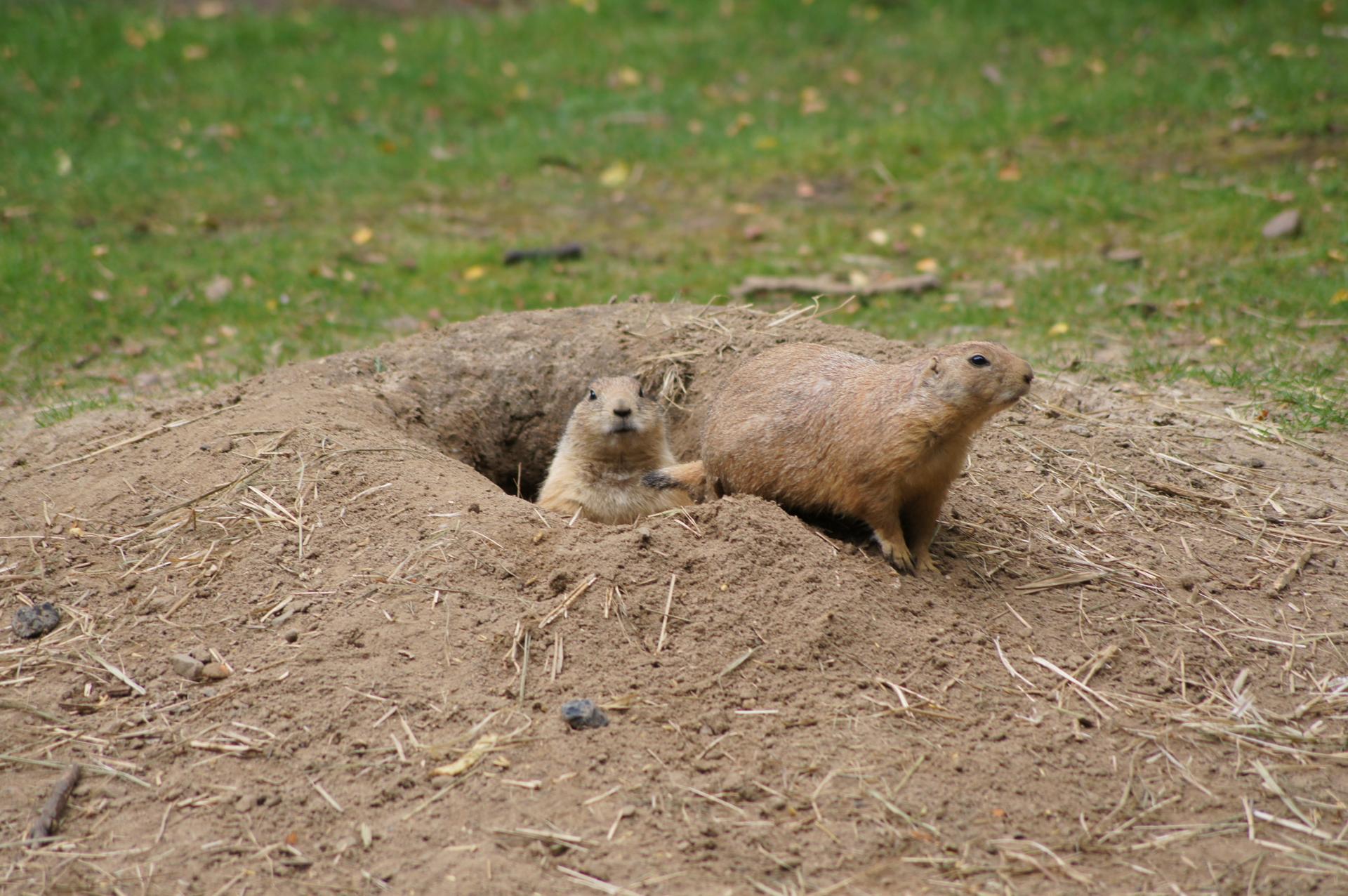 Bild von Wildpark Frankfurt (Oder)