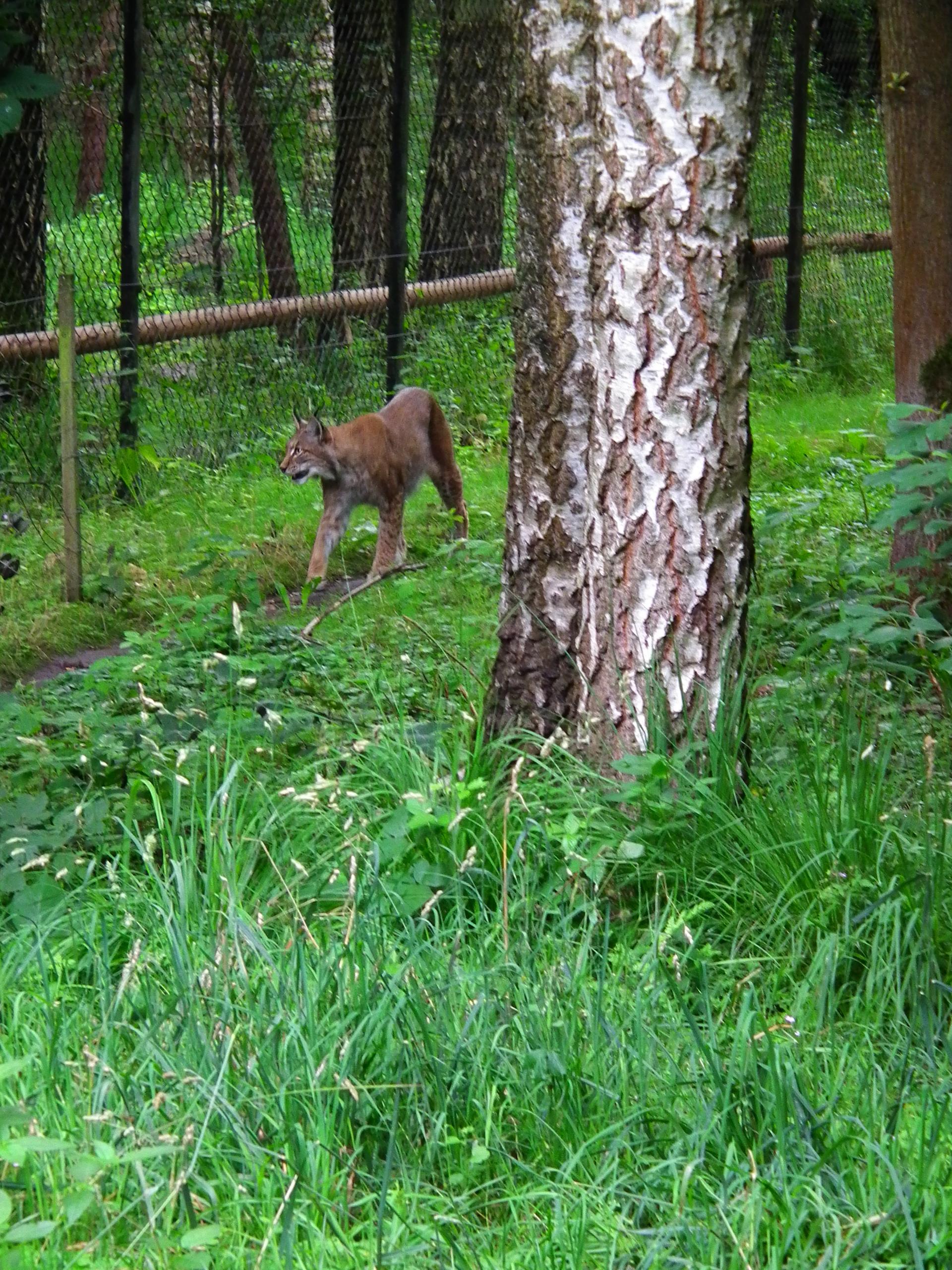 Bild von Wildpark Alte Fasanerie